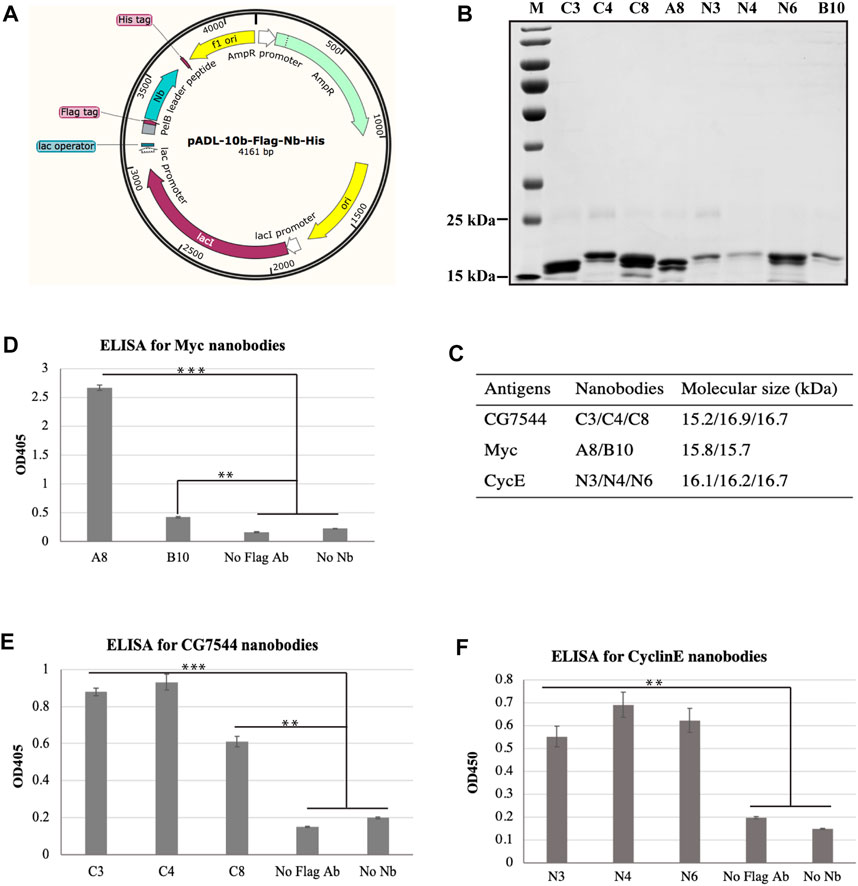 Fig. 2 Expression, Purification, and ELISA Analysis of VHH Binding to Corresponding Antigens.