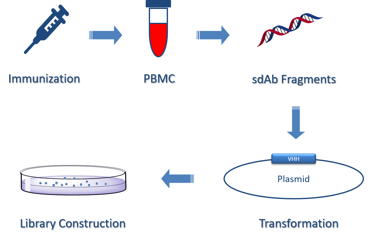 A typical workflow to generate immune sdAb library. (Creative Biolabs Original)