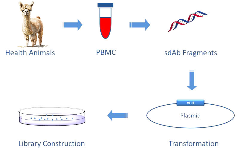 A typical workflow to generate naive sdAb library. (Creative Biolabs Original)