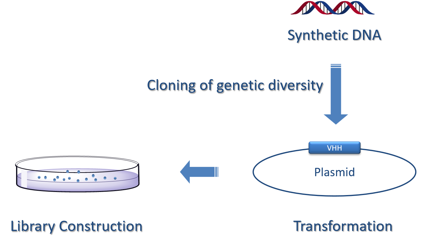 A typical workflow to generate synthetic sdAb library. (Creative Biolabs Original)