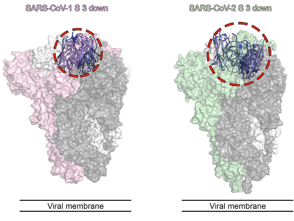 sdAb binding to a broadly conserved epitope.