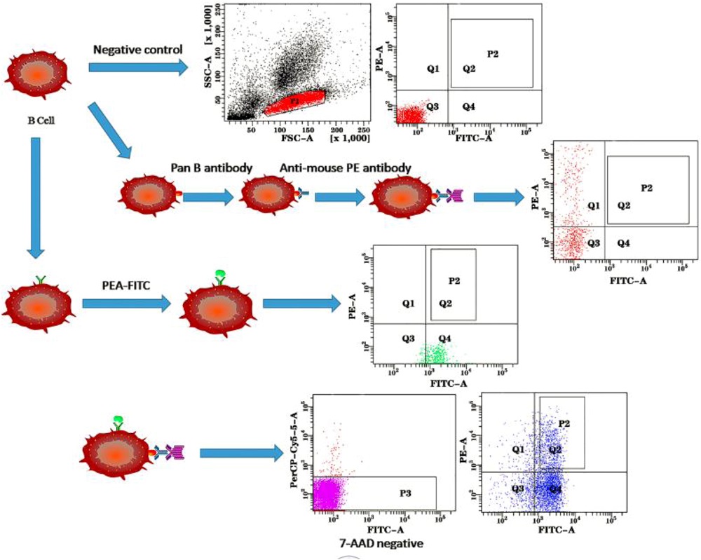 Fig. 2 Sorting of Single Alpaca Antigen-Specific Memory B Cells Using Flow Cytometry.