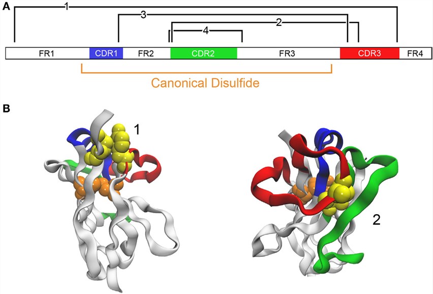 Fig.1 VHH stability improvement through the introduction of disulfide bonds.
