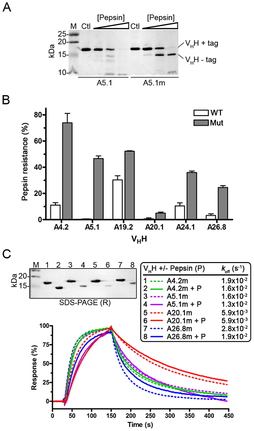 Fig. 3 Proteolytic Resistance Analysis of VHH Mutants through Enzymatic Digestion.