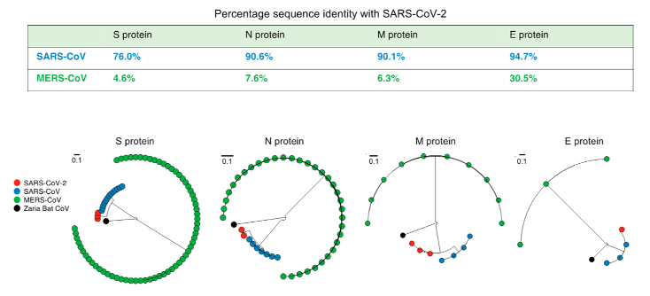 Comparison of the similarity of structural proteins of SARS-CoV-2 with the corresponding proteins of SARS-CoV and MERS-CoV.