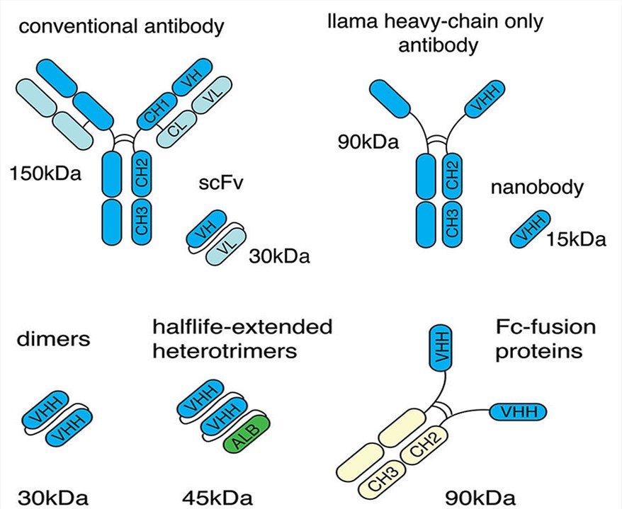 A figure describes sdAb half-life extension options.