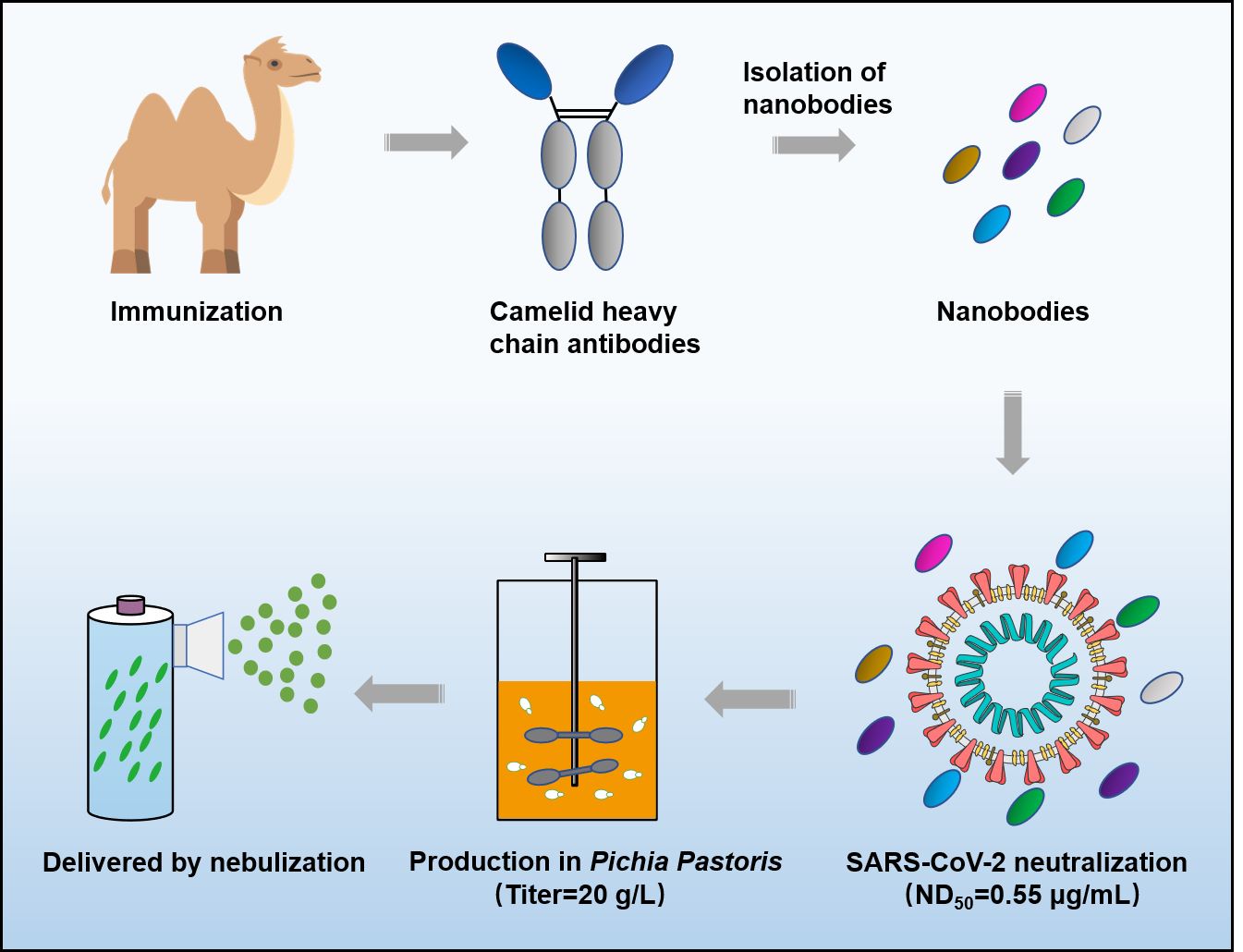 A schematic diagram of anti-SARS-CoV-2 sdAb development processes.