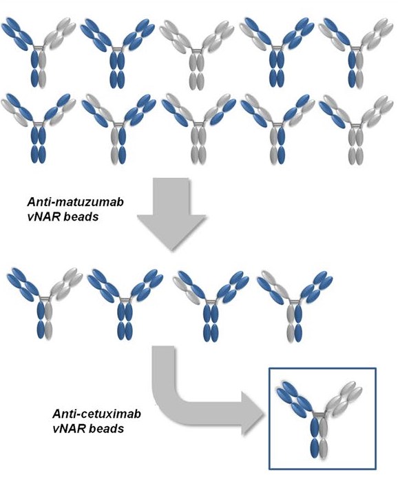 Anti-drug sdAb for isolation of antibody drugs.