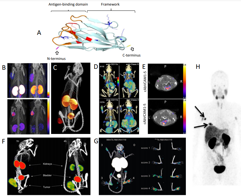 An example of how sdAb works in the in vivo molecular imaging.