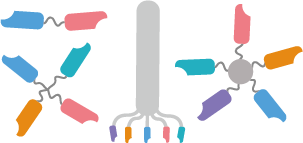 Multivalent VHH Development