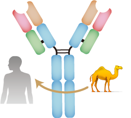Multivalent VHH Development