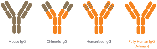 From Whole Monoclonal Antibody to Single Domain Antibody (sdAb)