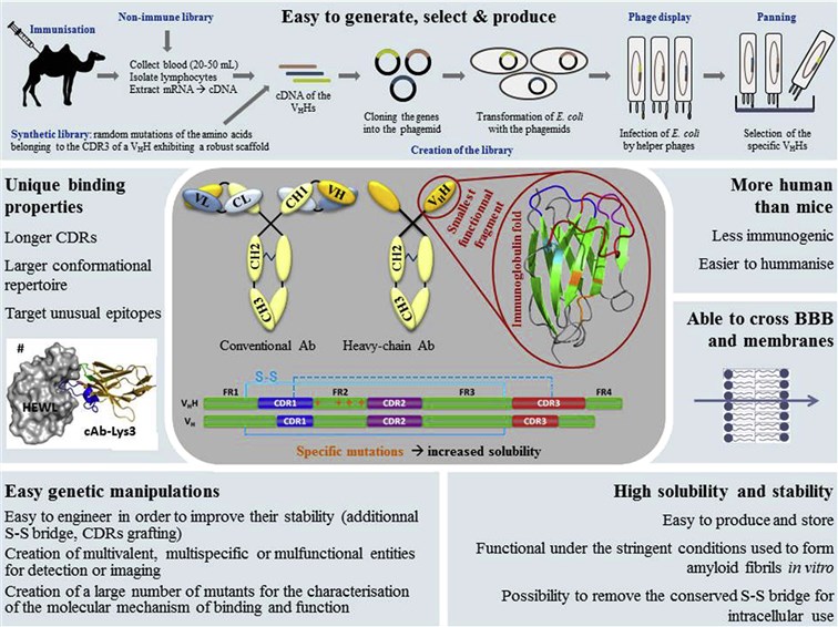 Single Domain Antibody VS Conventional Antibody