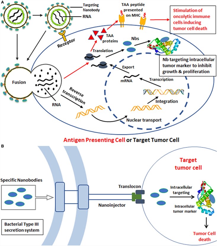 An example of intracellular tumor targeting mechanism.
