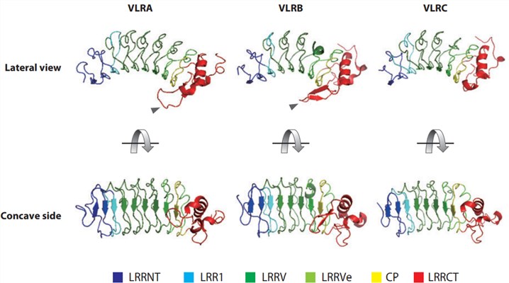 Three-dimensional structures of VLRs.