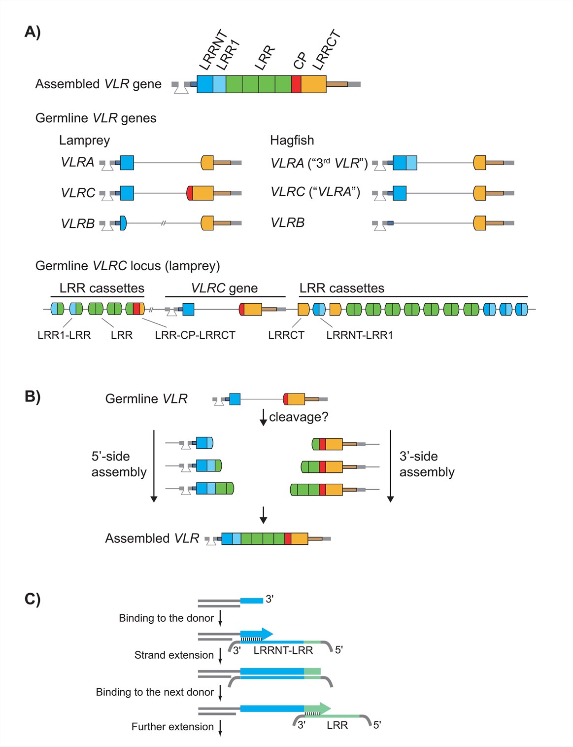 Organization of the germline VLR and gene assembly.