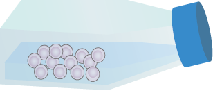 VHH Stable Cell Line Construction