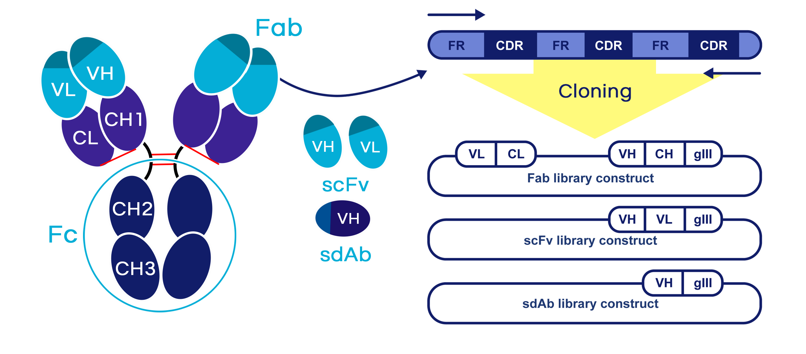 Fig.1 Schematic diagram for antibody fragments library construction. (Creative Biolabs Original)