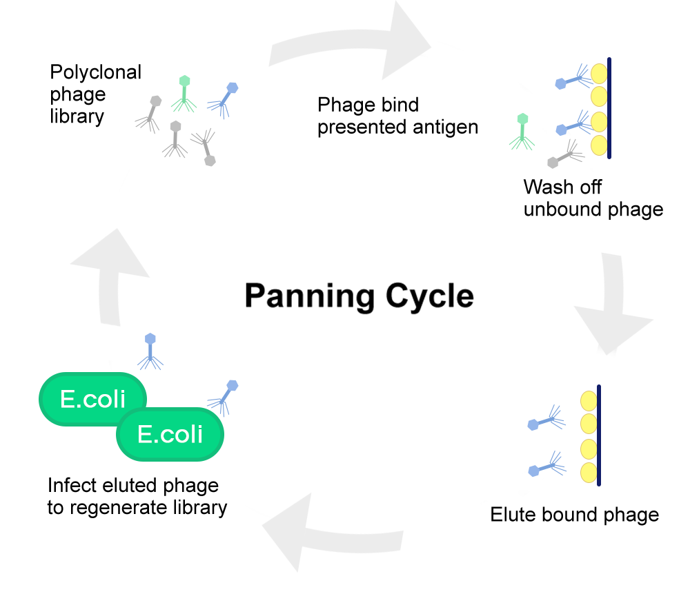 Fig.2 General strategy for phage panning. (Creative Biolabs Original)