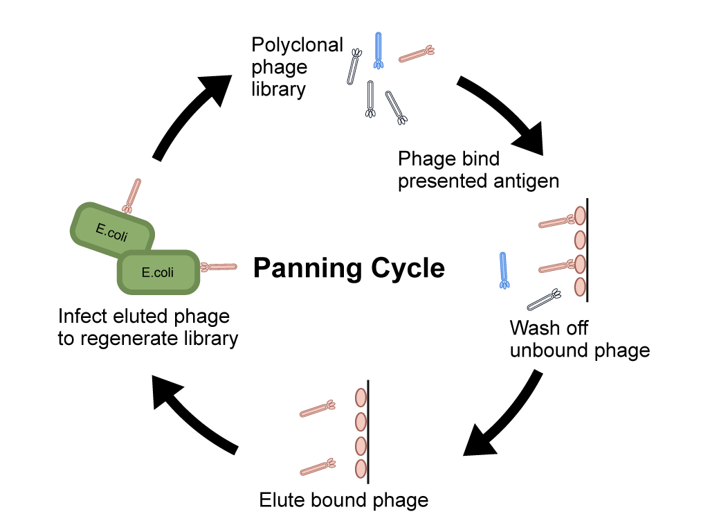 General strategy for phage panning.