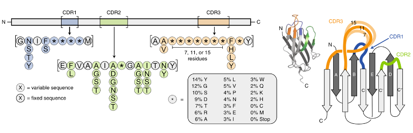 Design and construction of synthetic sdAb library.