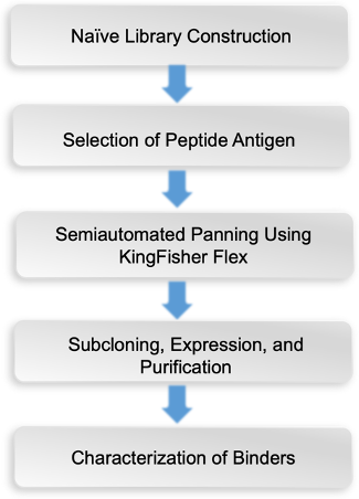 Semiautomated panning-based sdAb generation from naïve library.