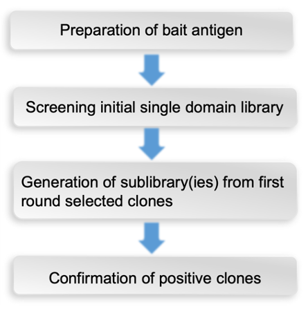 Schematic representation of IAC method.