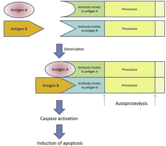 Schematic outline of intracellular antibody capture technology (IACT), suicide (or silencing) intracellular technology (SIT), and antigen-antibody interaction-dependent apoptosis (AIDA).
