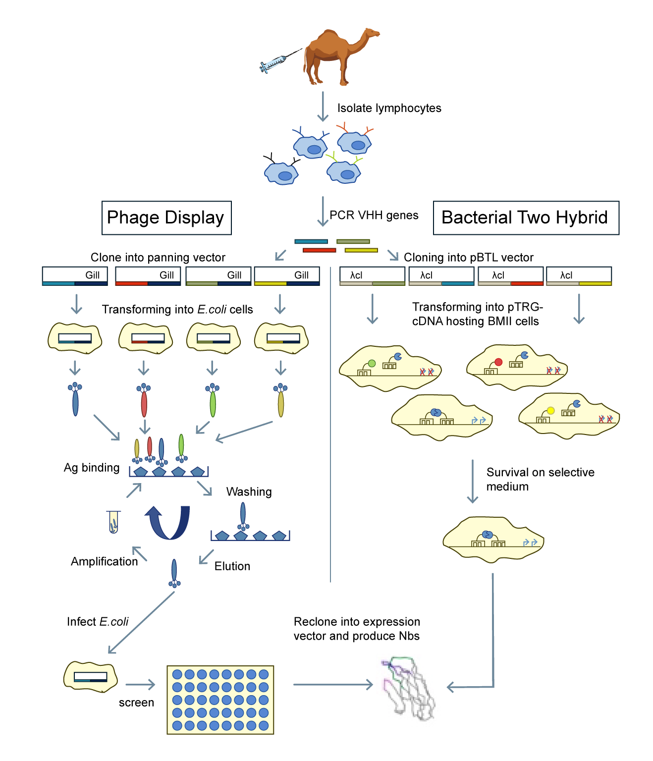 Schematic representation of the bacterial-two-hybrid strategy and the phage display method.