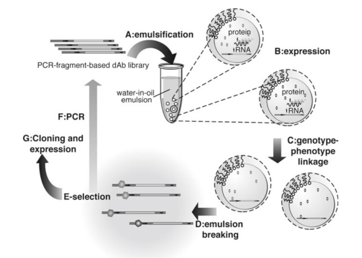 The emulsion-based selection of antibody fragments is a Darwinian process.