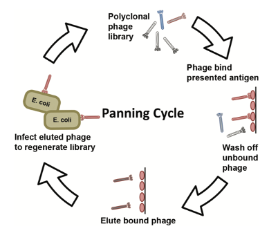 Overview of Single Domain Antibody Library Screening