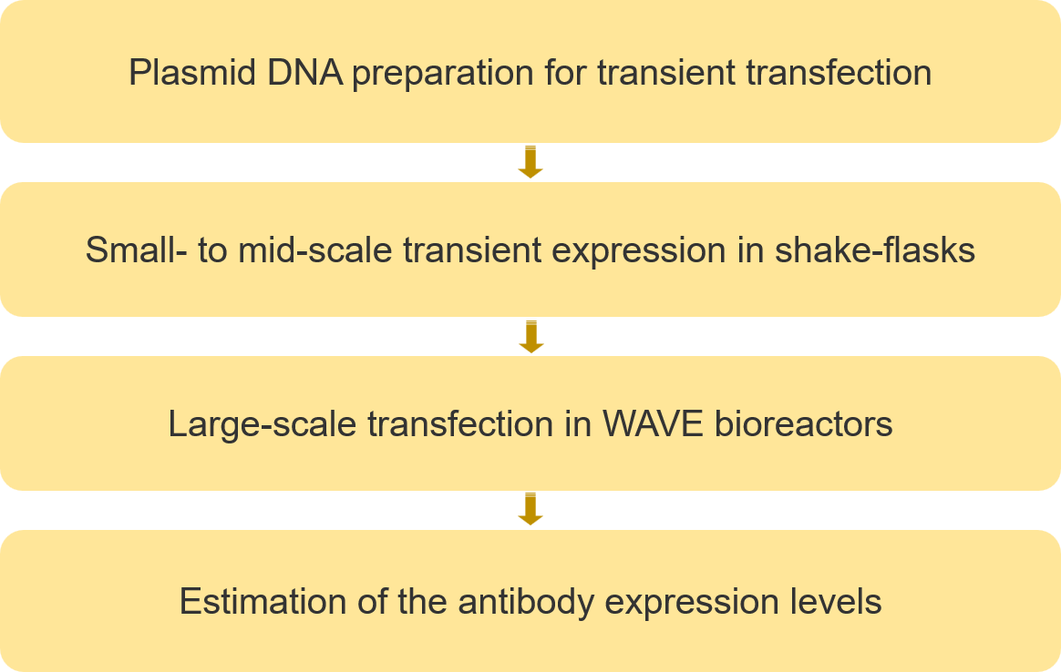 Single Domain Antibody (sdAb) Expression in Mammalian Cell