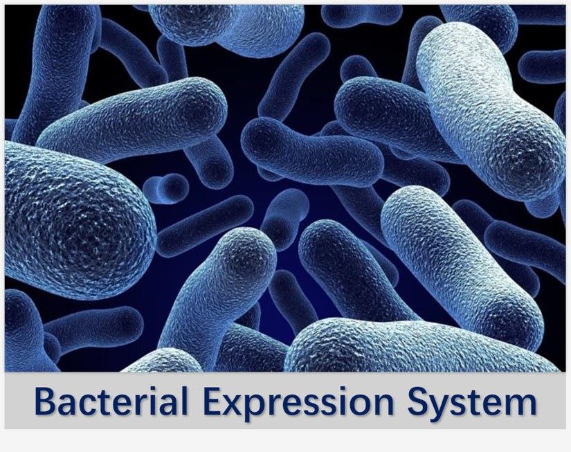 Overview of Single Domain Antibody & Derivatives Expression