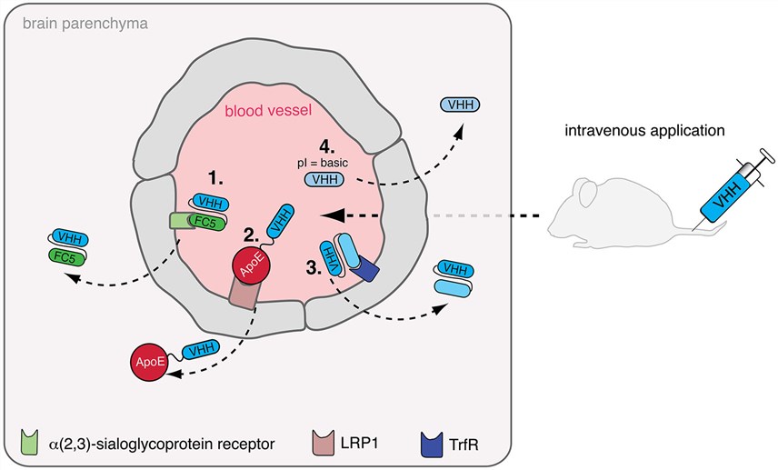Overview of Single Domain Antibody Library Screening