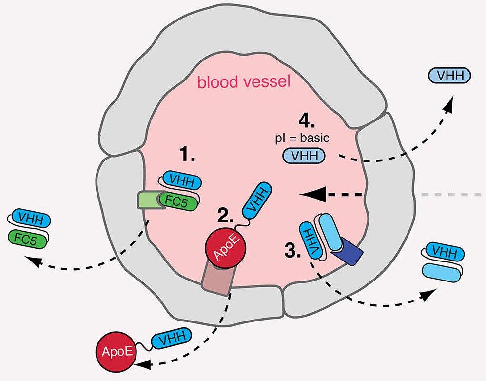 Overview of Single Domain Antibody (sdAb) Development