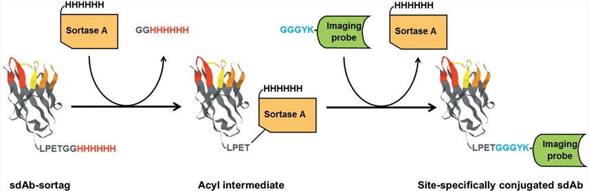 A example of various site-specific labeling of sdAb. (Creative Biolabs Original)