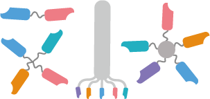 Multivalent V<sub>H</sub>H Development