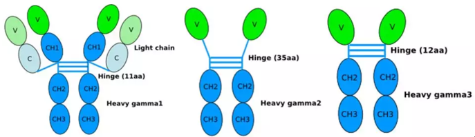 Schematic representation of the general structure of camel conventional IgG1 and the nonconventional IgG2 and IgG3.