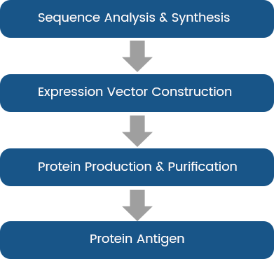 Custom Antigen Design & Preparation Services