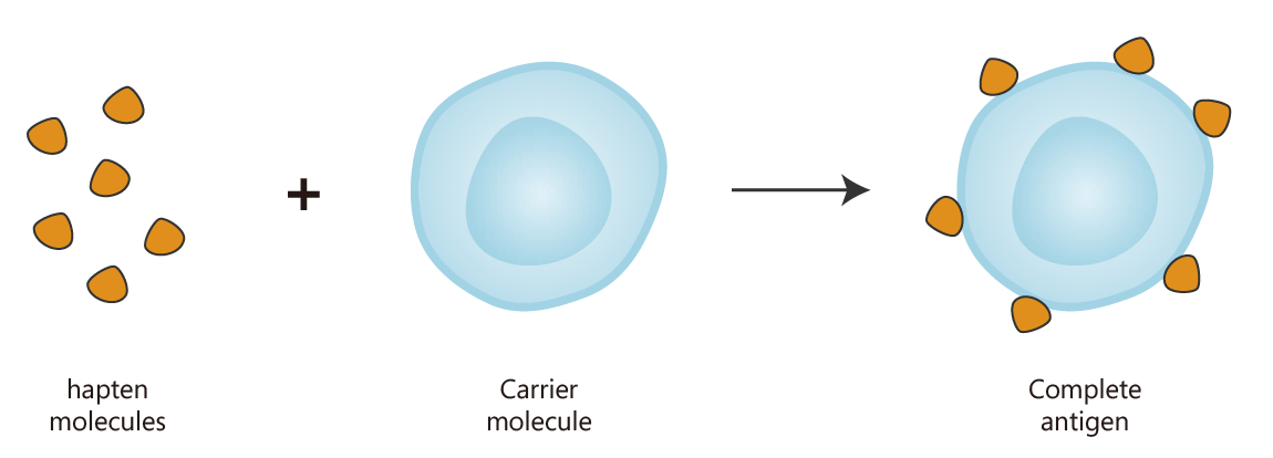 An example of custom carrier-hapten antigen preparation. (Creative Biolabs Original)