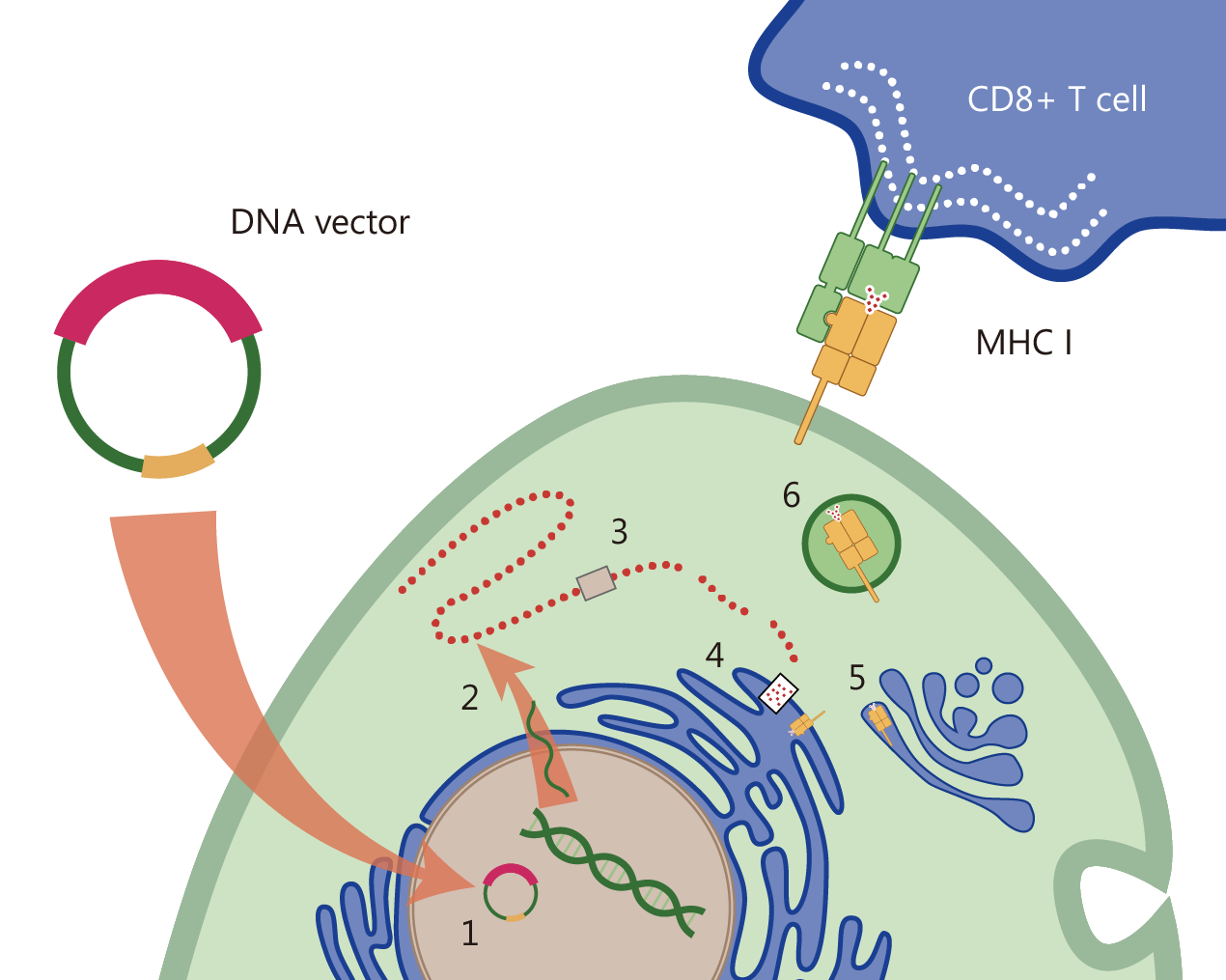 An example of how DNA antigen to trigger the immune response. (Creative Biolabs Original)