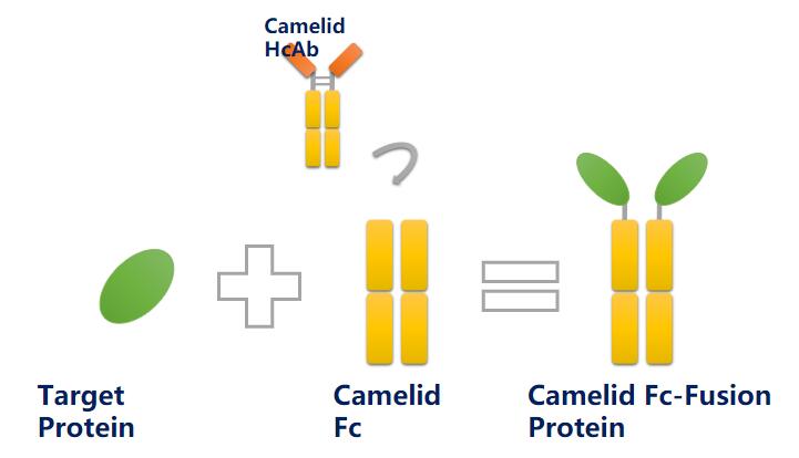 Camelid Fc-Fusion Protein Preparation