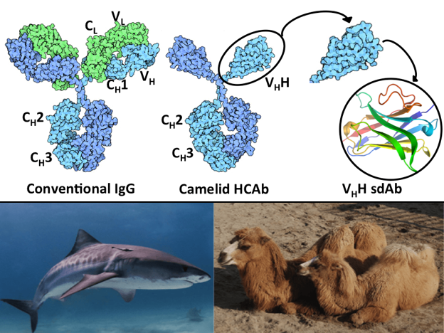 A schematic diagram of single domain antibody and the host animals. (From Wiki, https://en.m.wikipedia.org/wiki/File:Tiger_shark.jpg, https://en.wiktionary.org/wiki/File:Bactrian_Camel_Tennoji.jpg, remixed under CC BY-SA 3.0.)