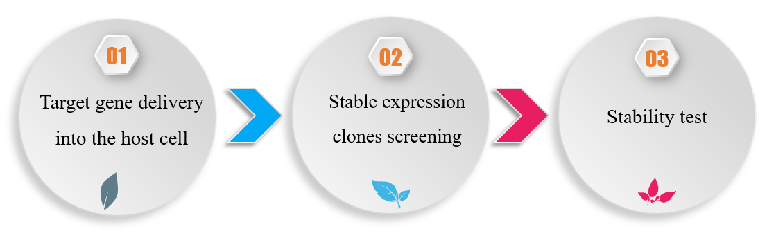 Cell line construction procedure.