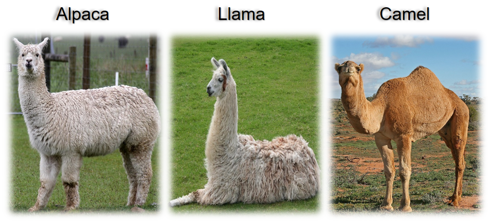 The picture of alpaca, llama, and camel.