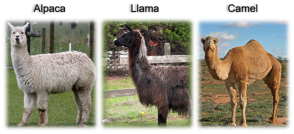 The picture of alpaca, llama, and camel.