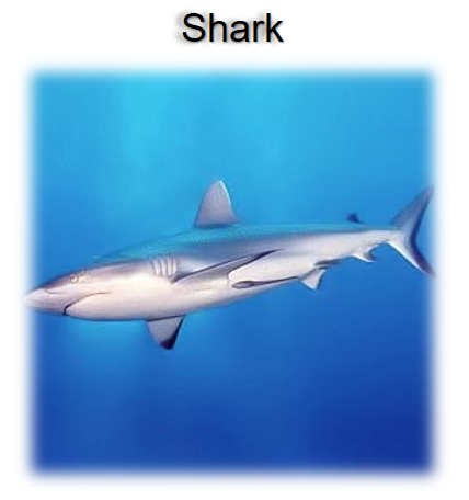 The picture of shark.