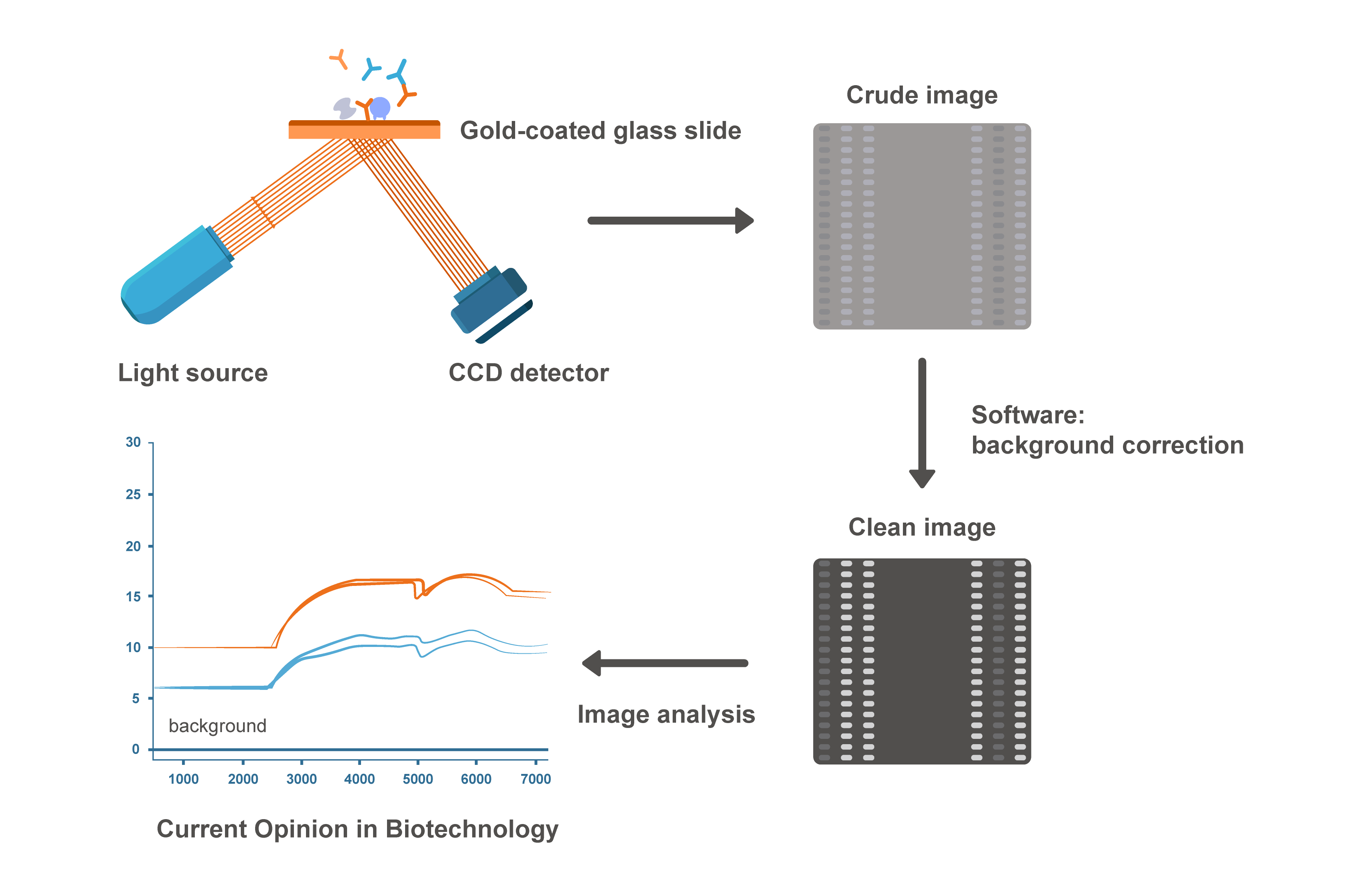 A theoretical technique process of sdAb affinity measurement. (Creative Biolabs Original)