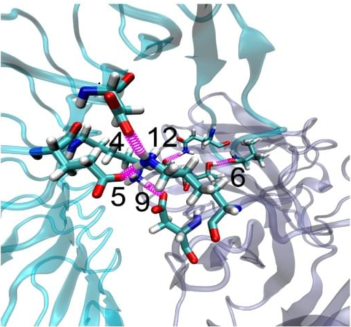 A schematic diagram of paratope. (Creative Biolabs Original)