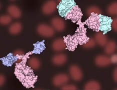 Overview of Single Domain Antibody & Derivatives Expression